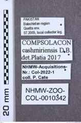 Etikette zu Compsolacon cashmiriensis (NHMW-ZOO-COL-0010342)